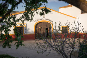 Anja Blum - Pferdefotografie