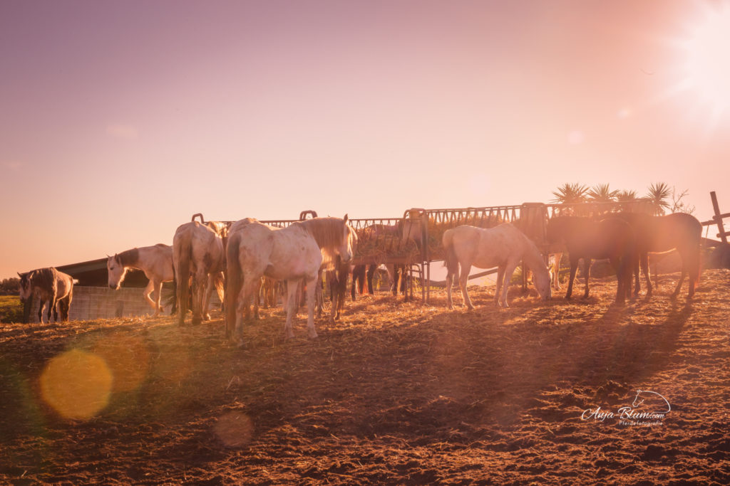 Anja Blum - Pferdefotografie