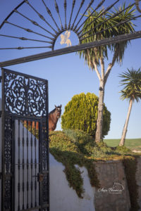 Anja Blum - Pferdefotografie