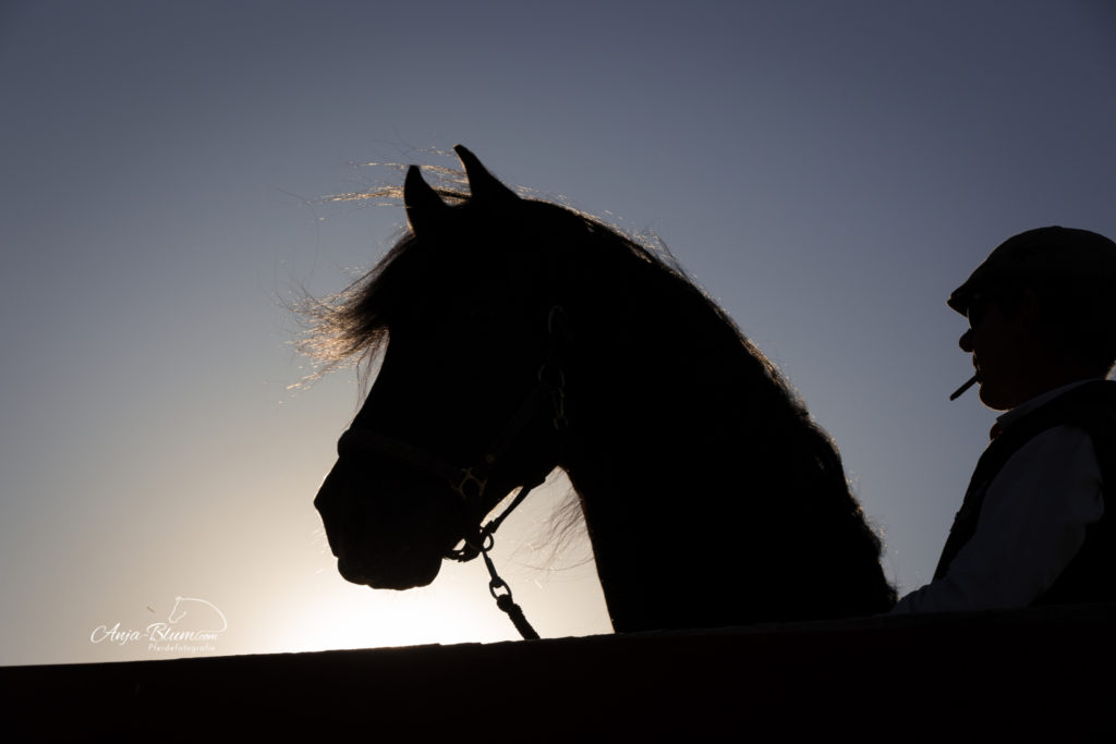 Anja Blum - Pferdefotografie