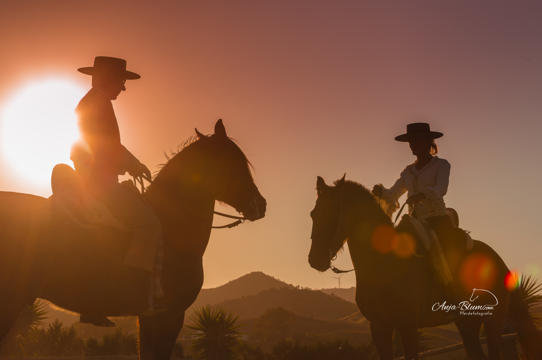 Spanische Pferde unter Schweizer Flagge