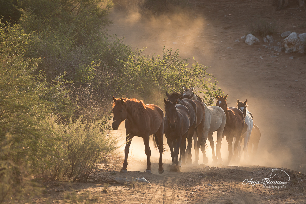 Ende Mai – Zeit für die Reiter- und Pferdefotoreise nach Namibia