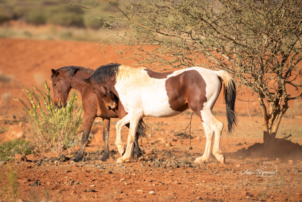 Das Leben einer wilden Pferdeherde