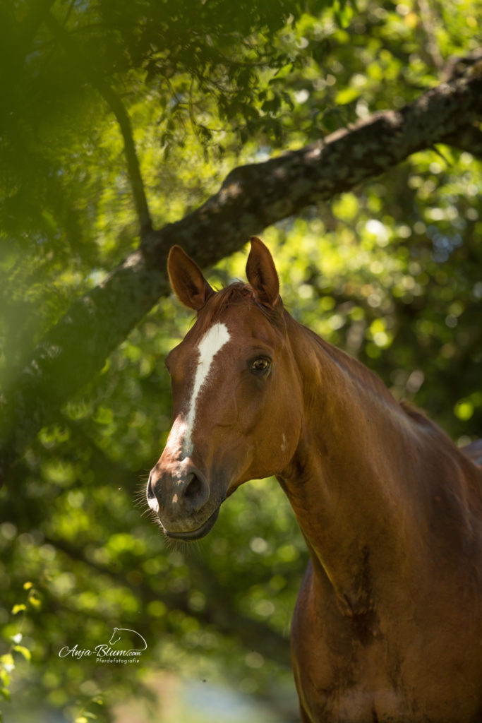 Portrait Intensiv Einzelcoaching Pferdefotografie