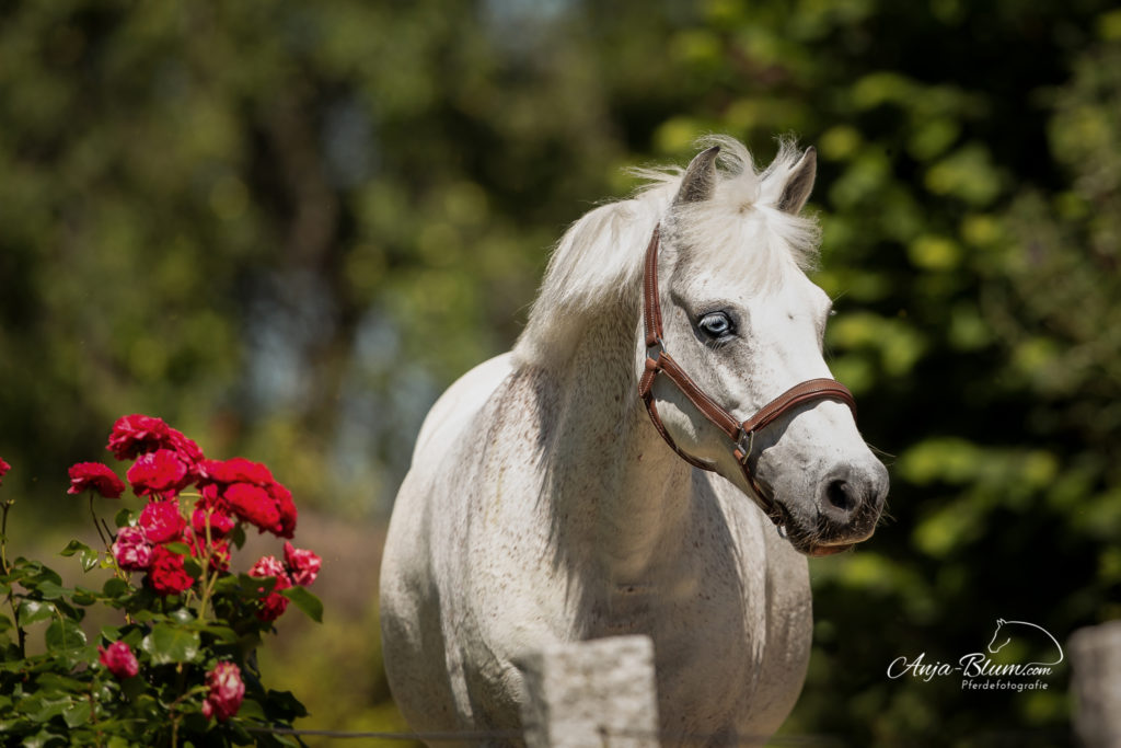 Pony Einzelcoaching Pferdefotografie