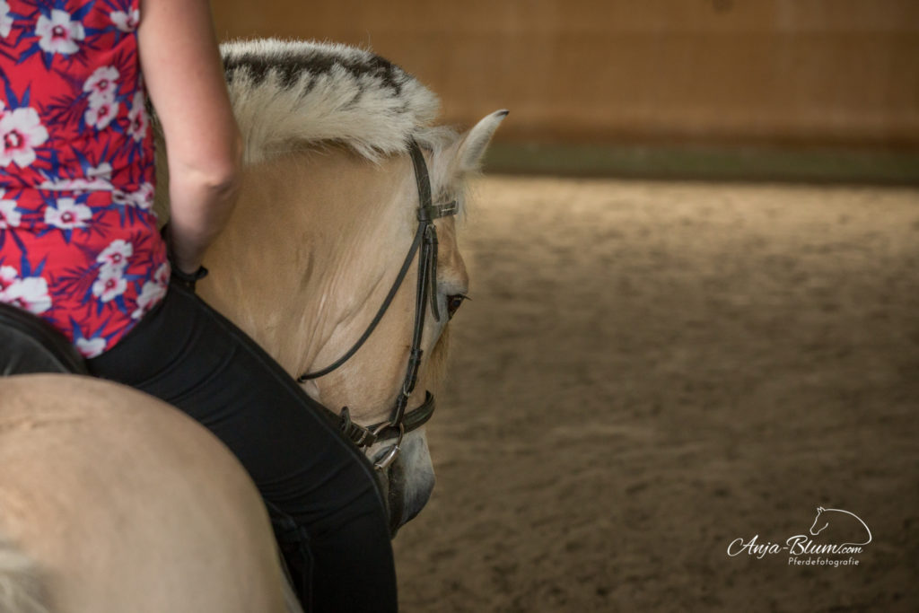 Stückelberger im Interview bei Anja Blum Pferdefotografie