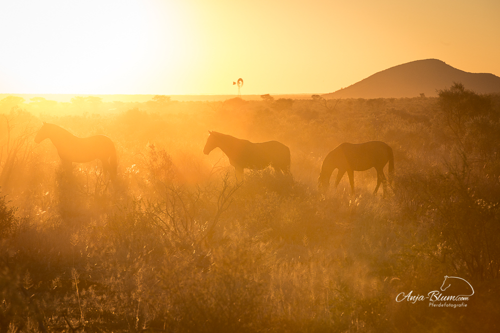 Foto für CD-Cover einer tollen Künstlerin