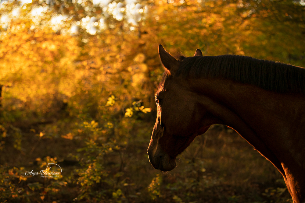 Pferde sind etwas ganz Besonderes