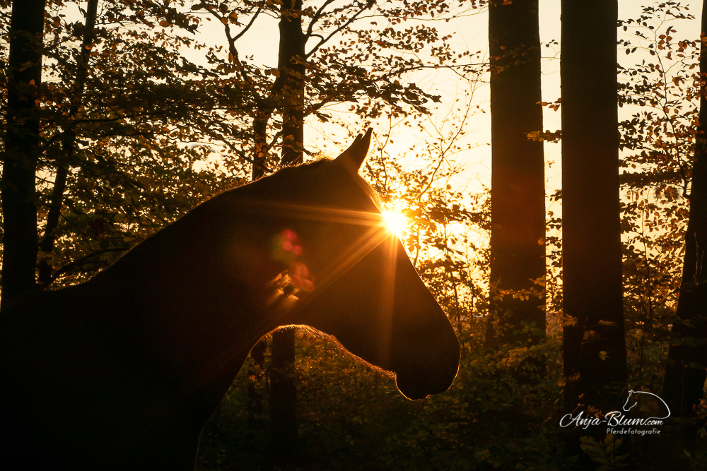 Pferdefotoshilouette