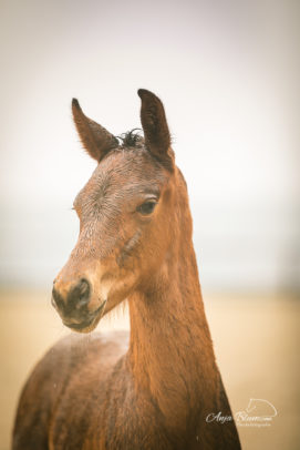 Pferdefotografie im Regen
