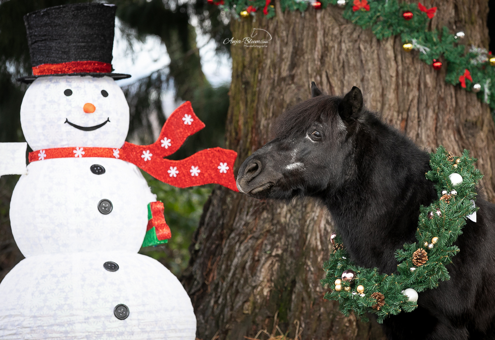 Pony mit Weihnachtskranz
