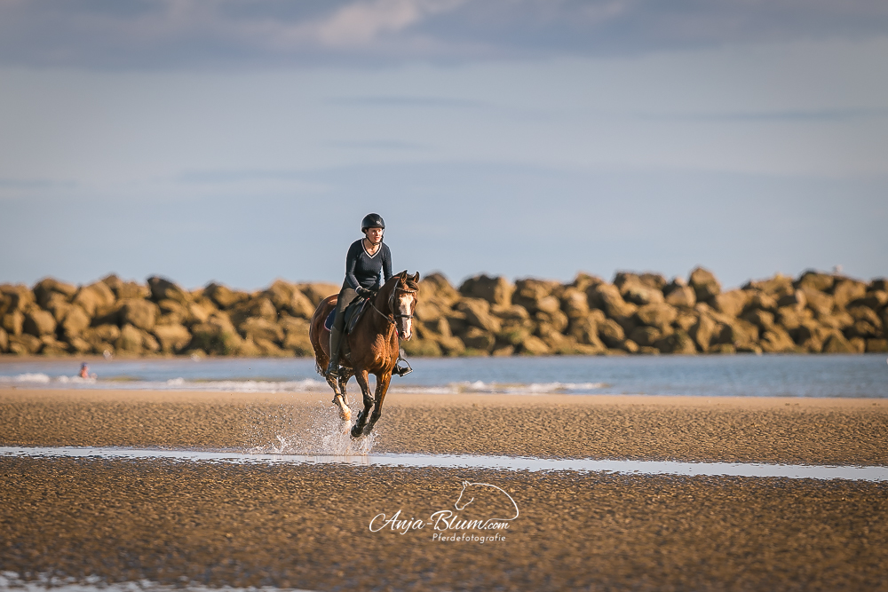 Anja Blum - Pferdefotografie