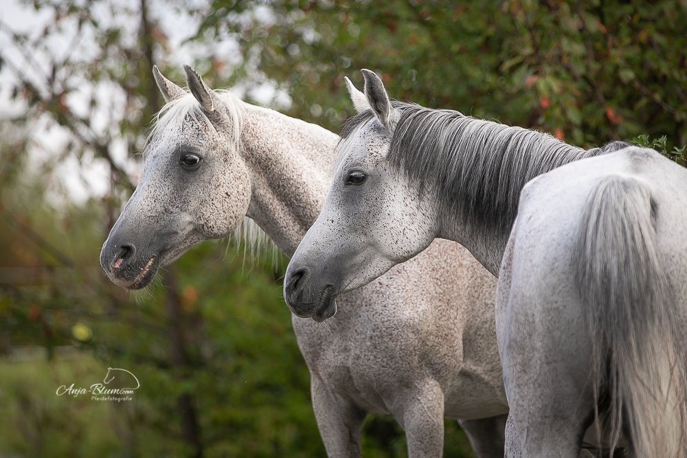 Anja Blum -Pferdefotografie