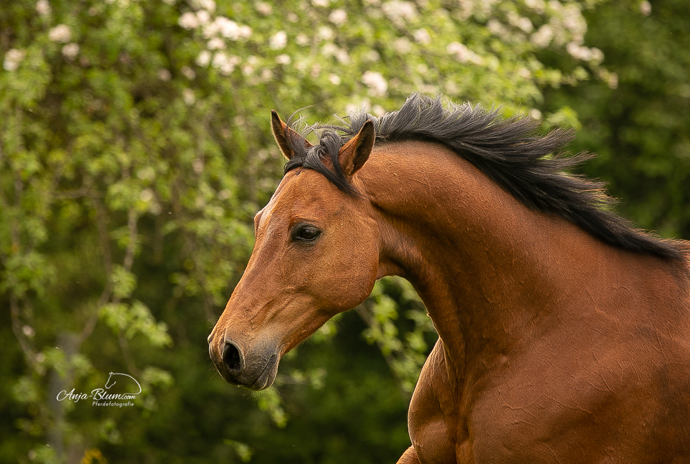 Herzensgeschöpf Pferd