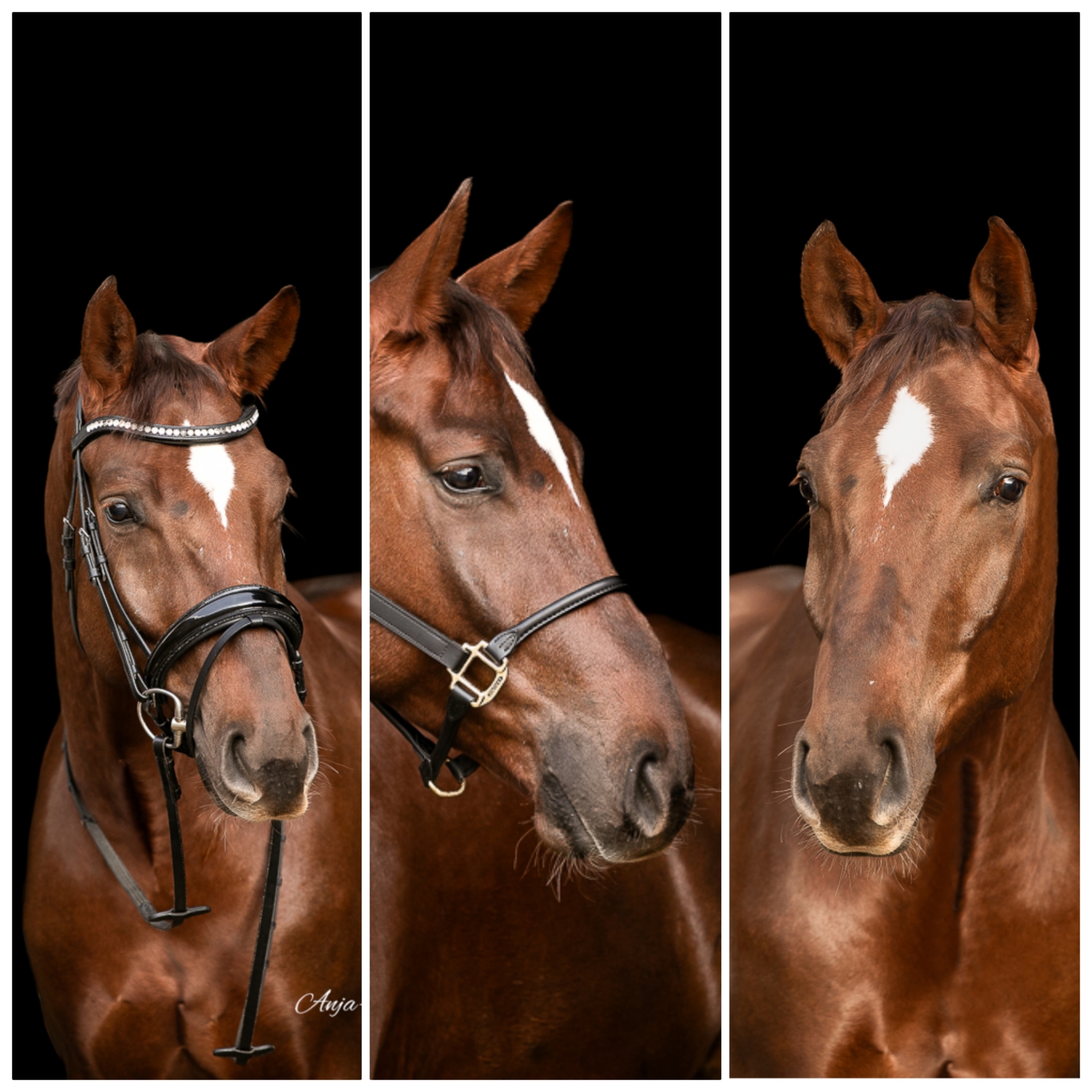 Das letzte Shooting des Jahres