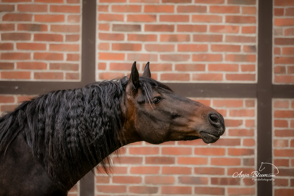 Workshop Pferdefotografie am Rennsteig